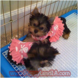 teacup yorkie
